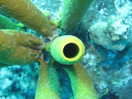 050 Yellow Tube Sponge IMG 5171
